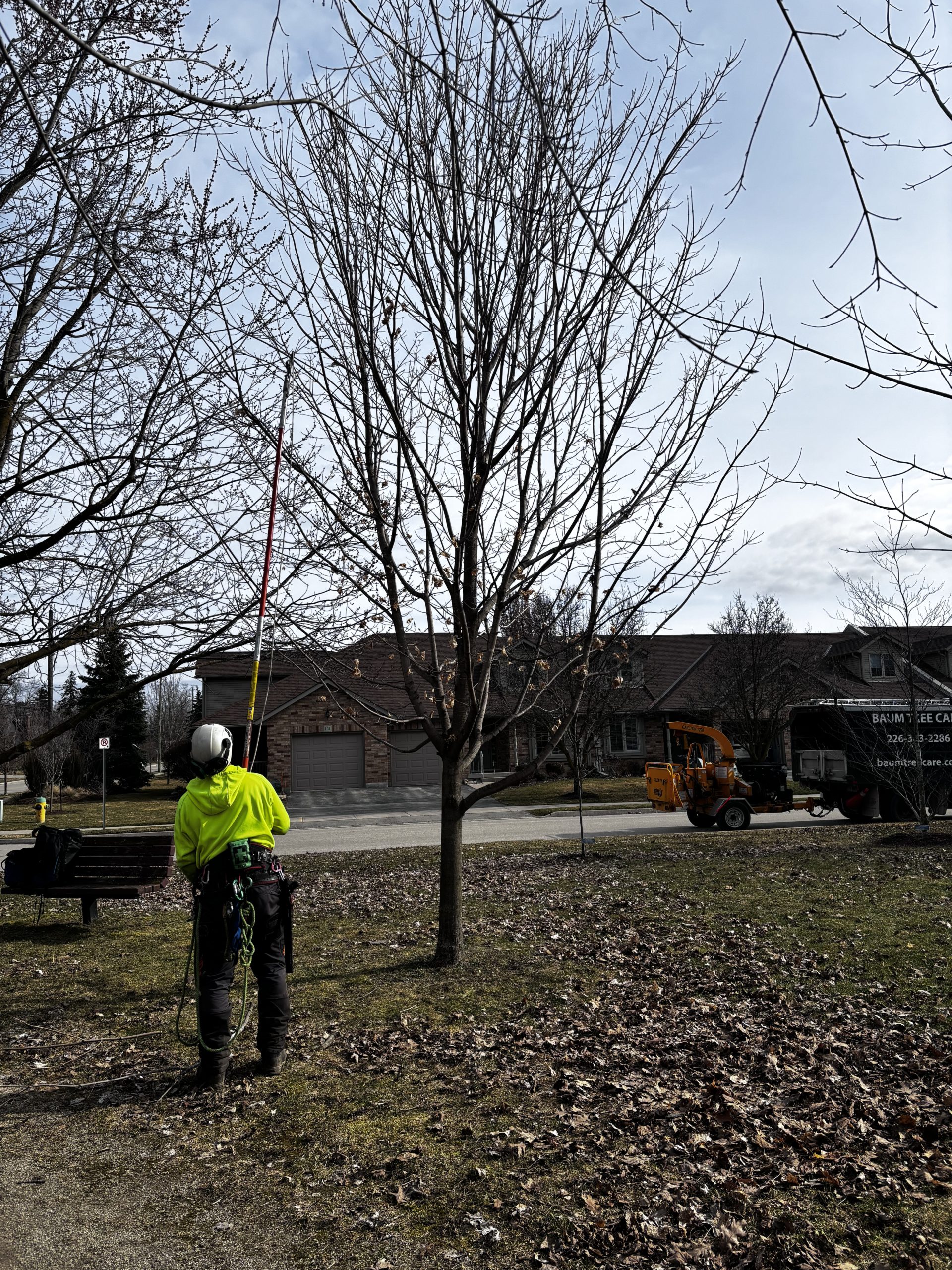 Baum tree caer sugar maples