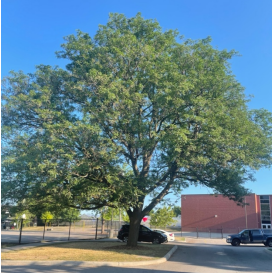 100 year-old Honey Locust