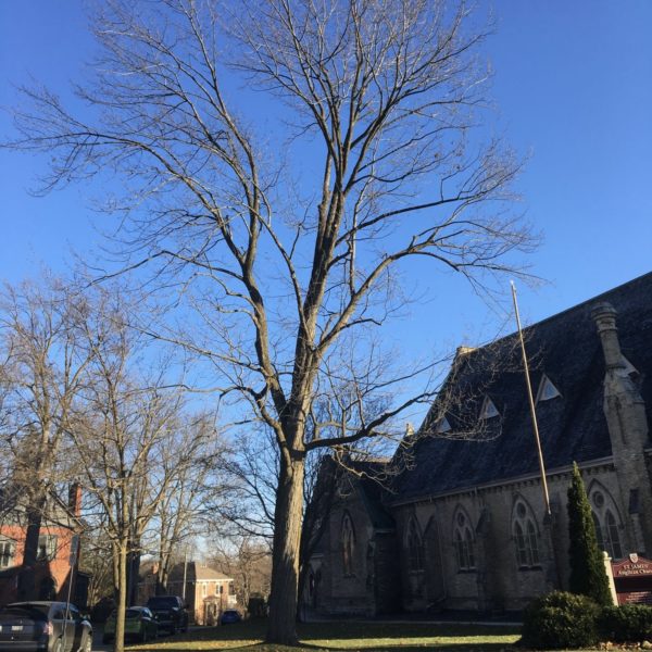100 year old Sugar Maple
