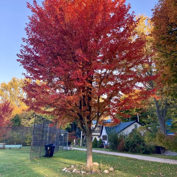 20 year-old Red Maple