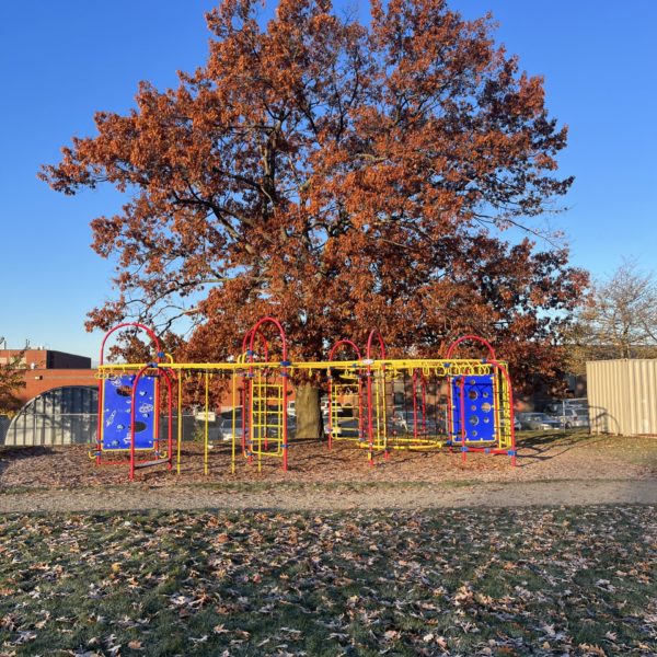 100 year-old Red Oak