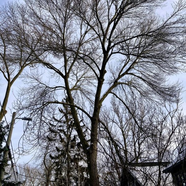 45 year-old White Ash
