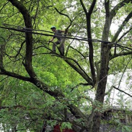 60 year-old Crab Apple