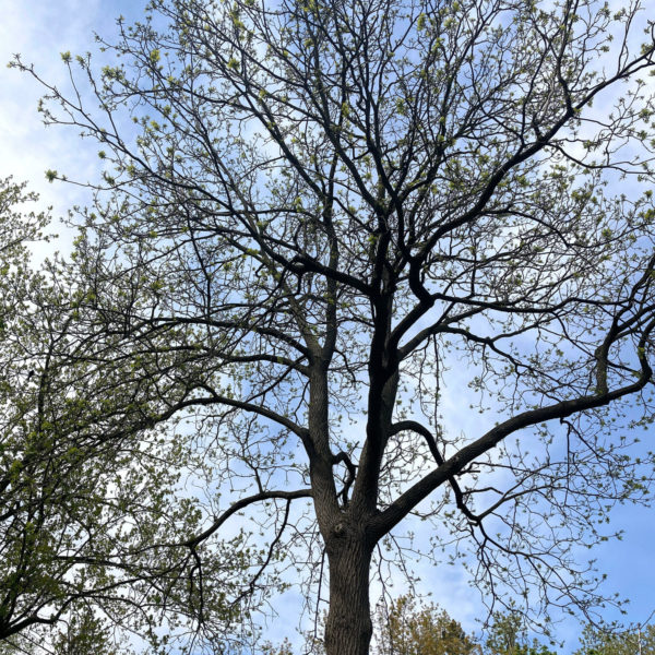 70 year-old Black Walnut.