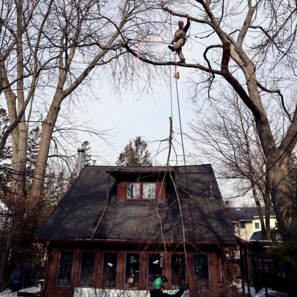 75 year-old Silver Maple