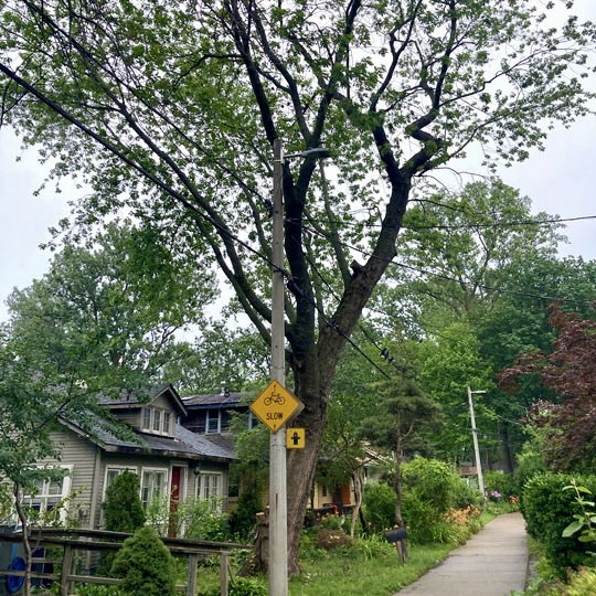 80 year-old Silver Maple