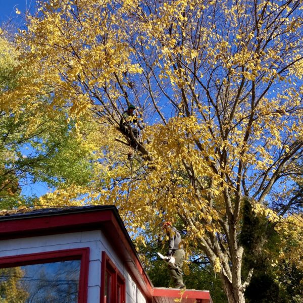 American Elm