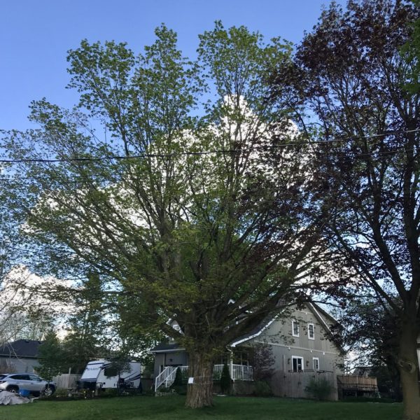 125 year-old Sugar Maple