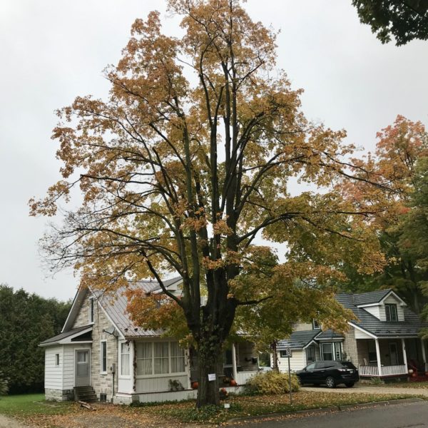 160 year-old Sugar Maple