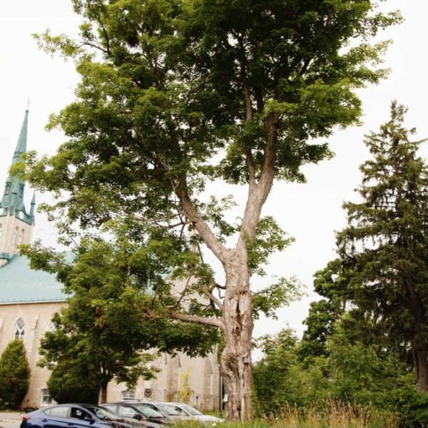 163 year-old Sugar Maple