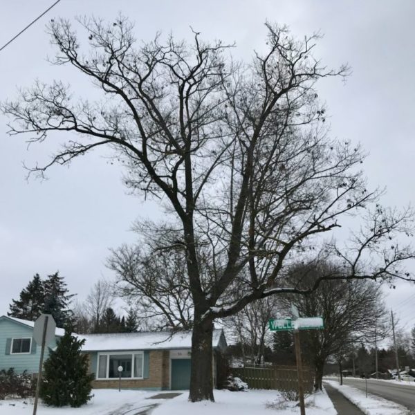 175 year-old Red Oak