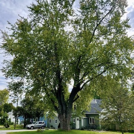 175 year-old Silver Maple