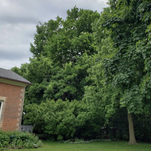 200 year-old Sugar Maple