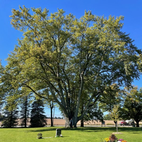 Earth Day Celebration Silver Maple