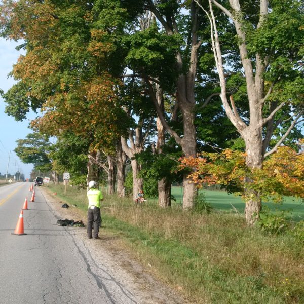 Four 150 year-old Sugar Maples