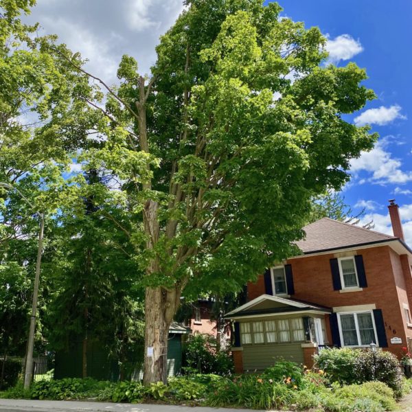 Queen Victoria Sugar Maple