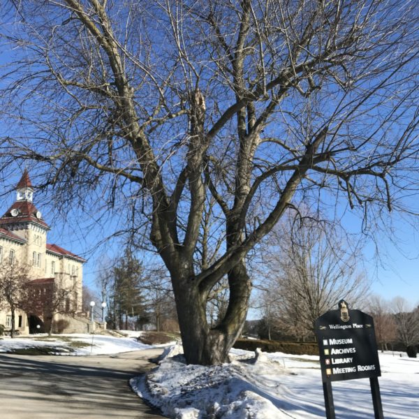 Silver Maple on Earth Day