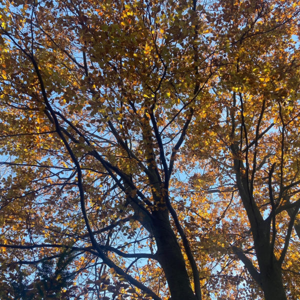 70 year-old European Beech