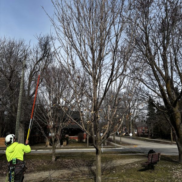 Four Adolescent Sugar Maples