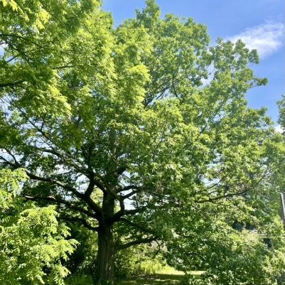 261 year-old Red Oak
