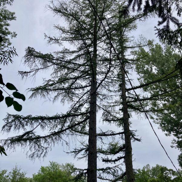 Restoring Six 50 year-old Tamaracks