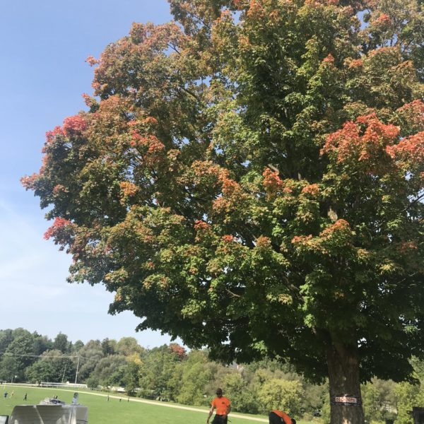 Stratford-Perth’s Tree of the Year