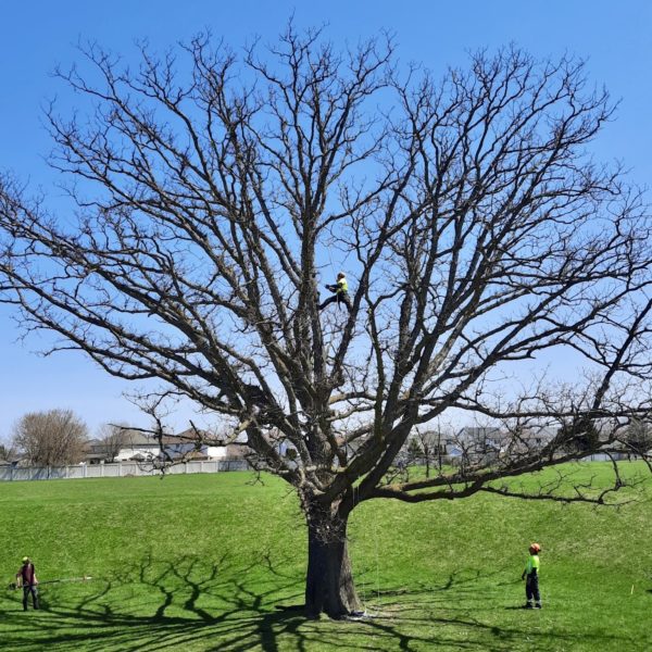 Waterloo Region’s Launch Bur Oak