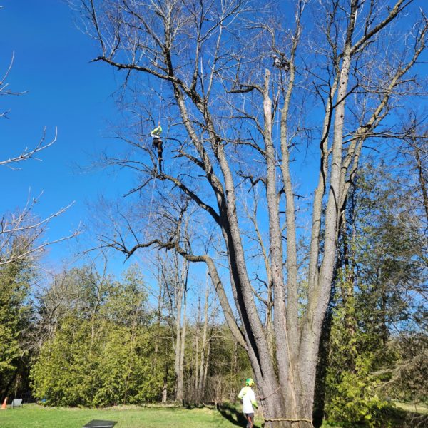 100 Year Old Black Cherry