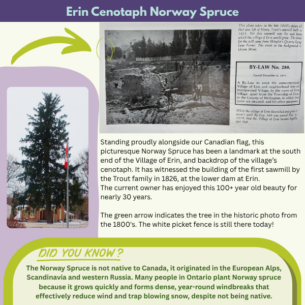 Erin Cenotaph Norway Spruce