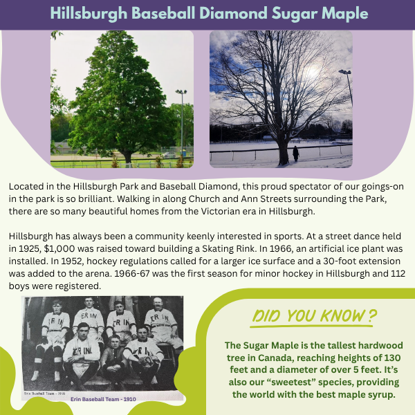 Hillsburgh Baseball Diamond Sugar Maple