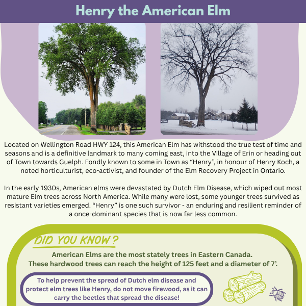 Henry the American Elm
