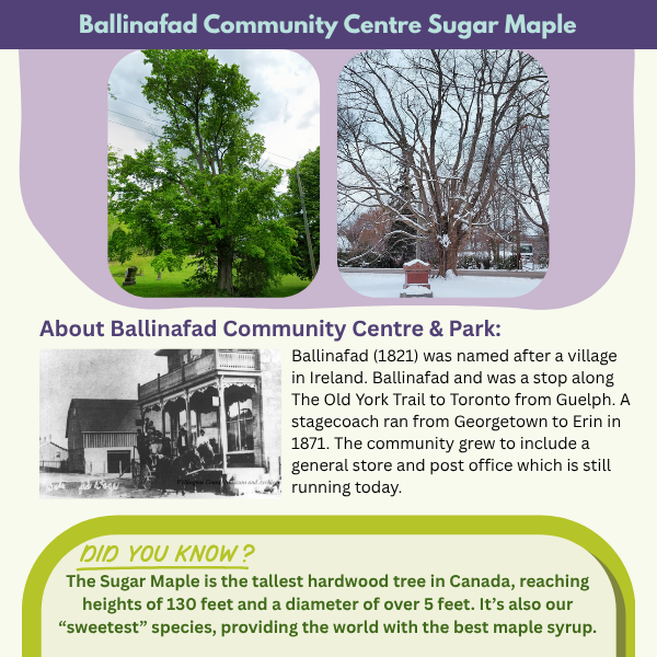 Ballinafad Community Centre Sugar Maple