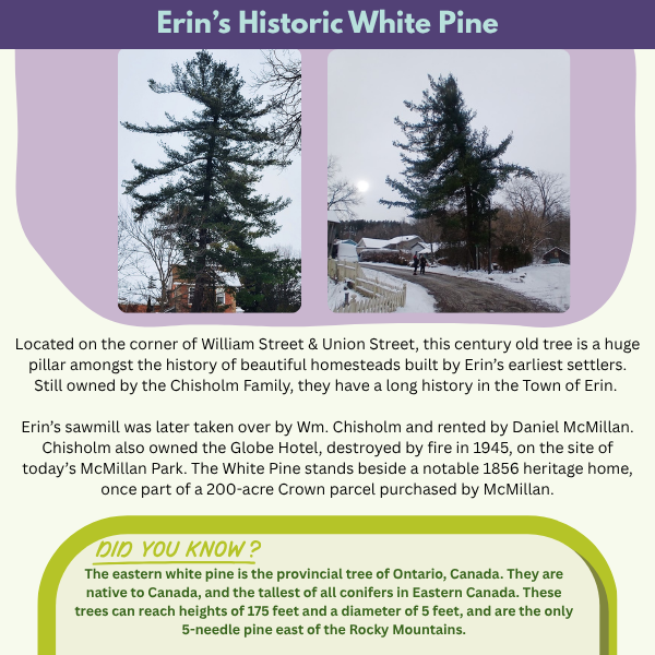 Erin's Historic White Pine