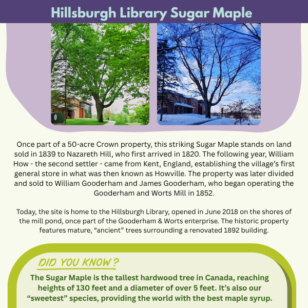 Hillsburgh Library Sugar Maple